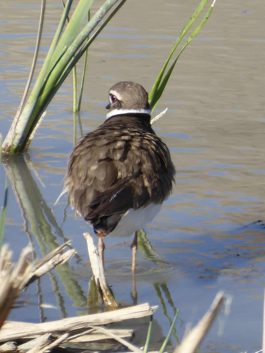 Killdeer - ML647240131