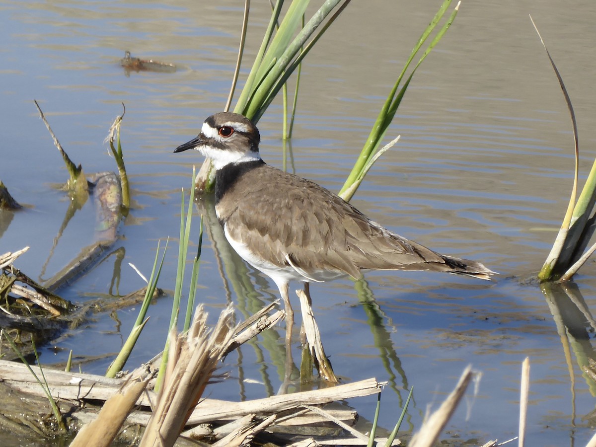 Killdeer - ML647240132