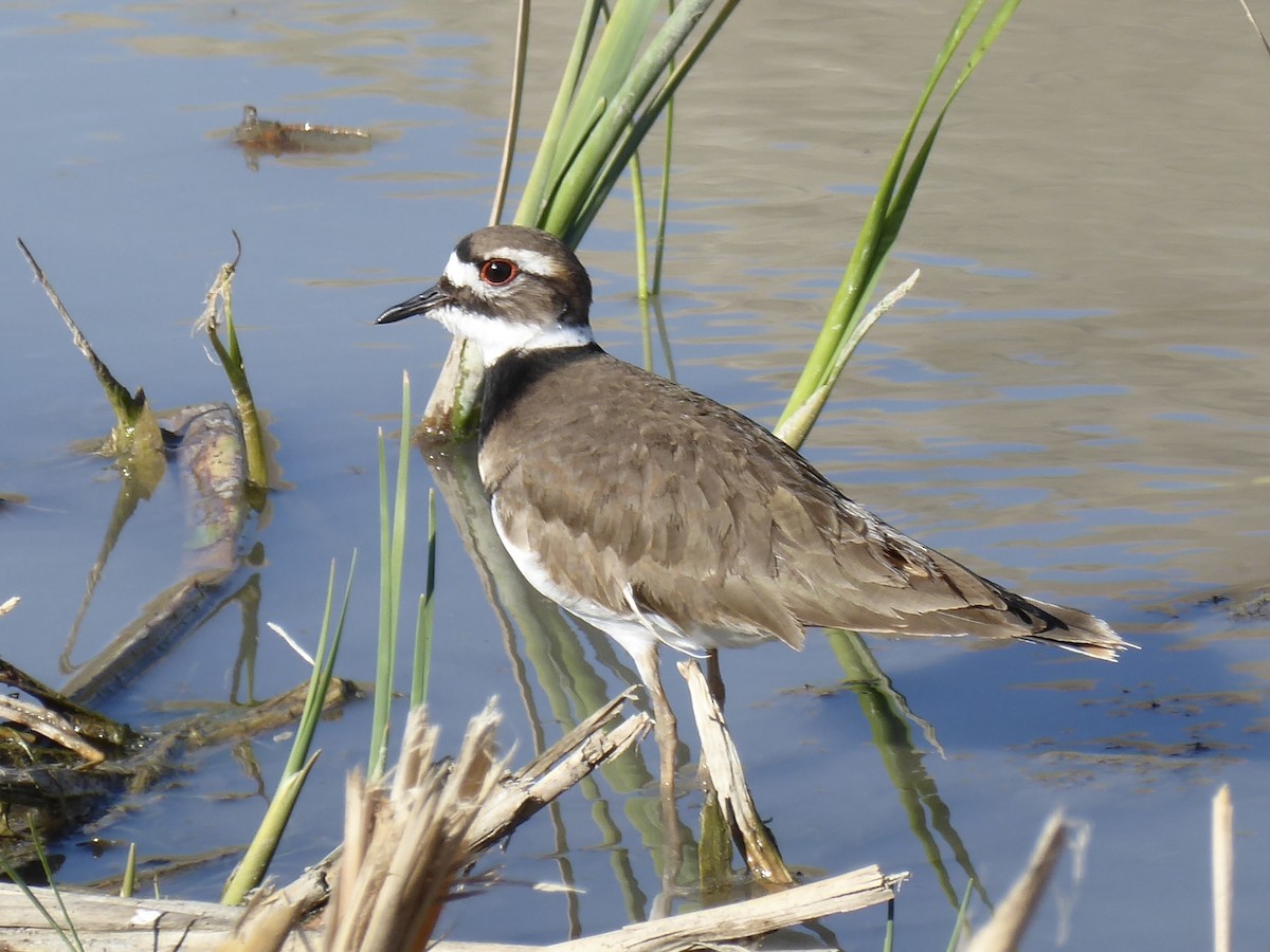 Killdeer - ML647240133