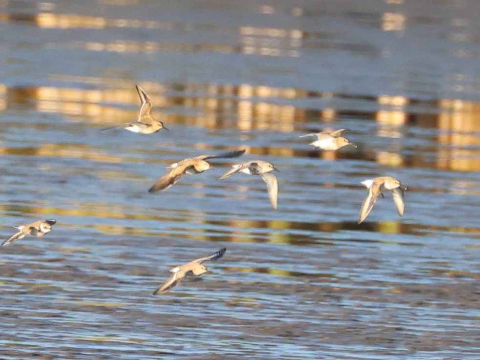 Pectoral Sandpiper - ML647240135