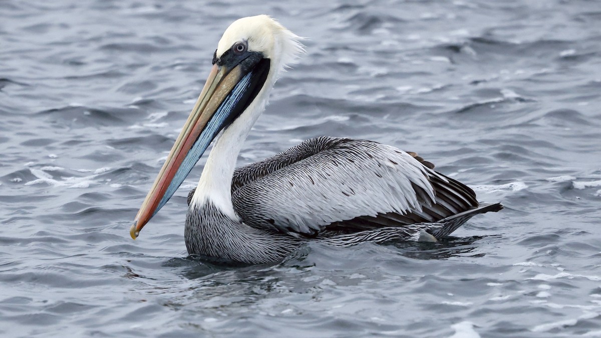 Peruvian Pelican - ML647240138