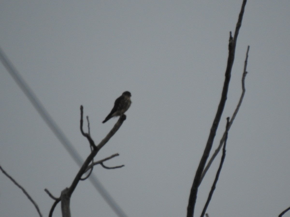 Merlin - ML647240141