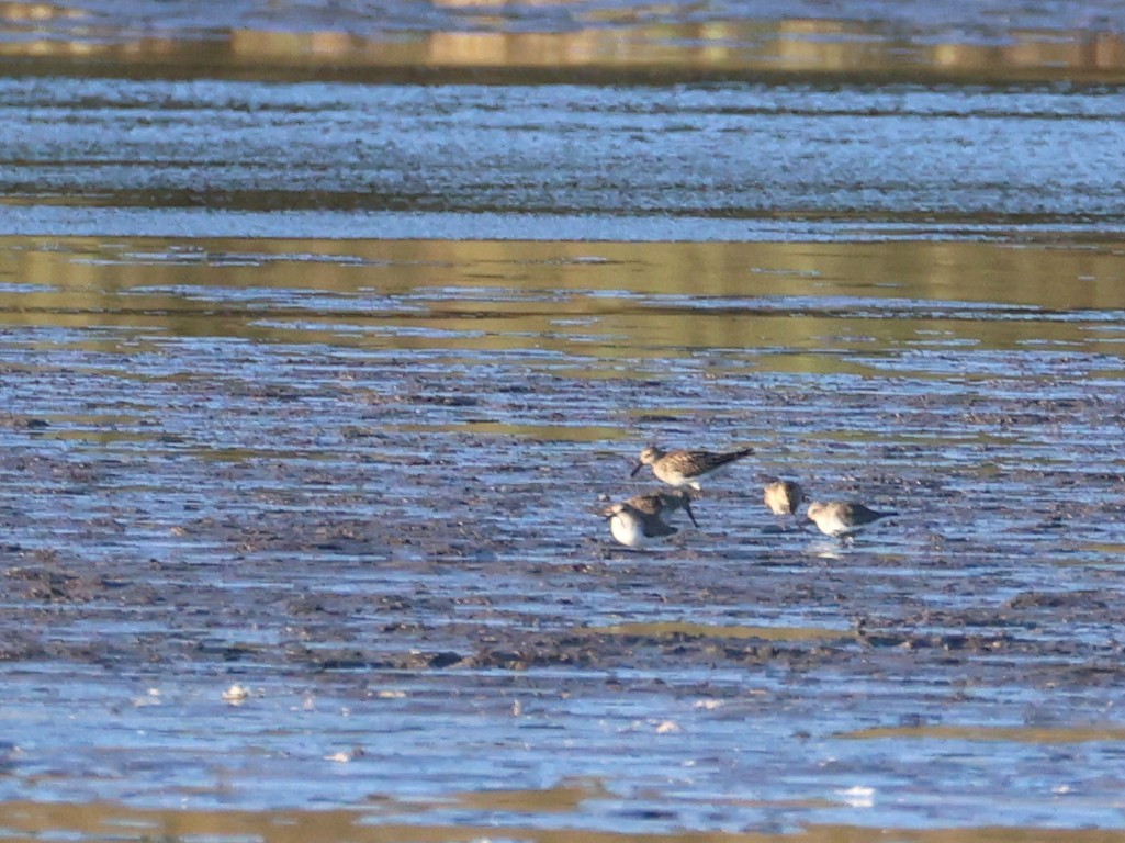 Pectoral Sandpiper - ML647240142