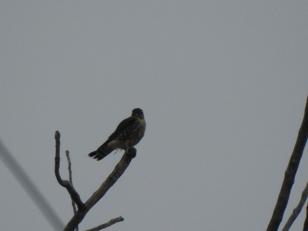 Merlin - ML647240146