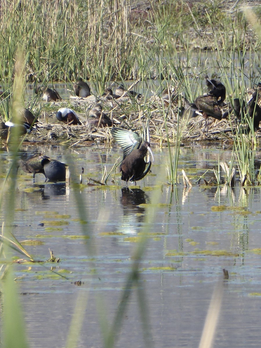 White-faced Ibis - ML647240150