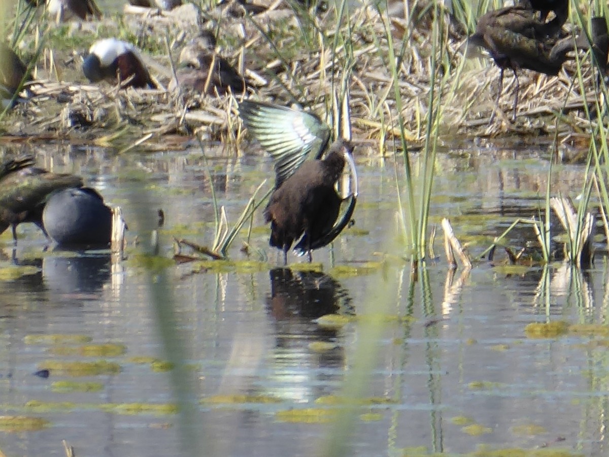 White-faced Ibis - ML647240151