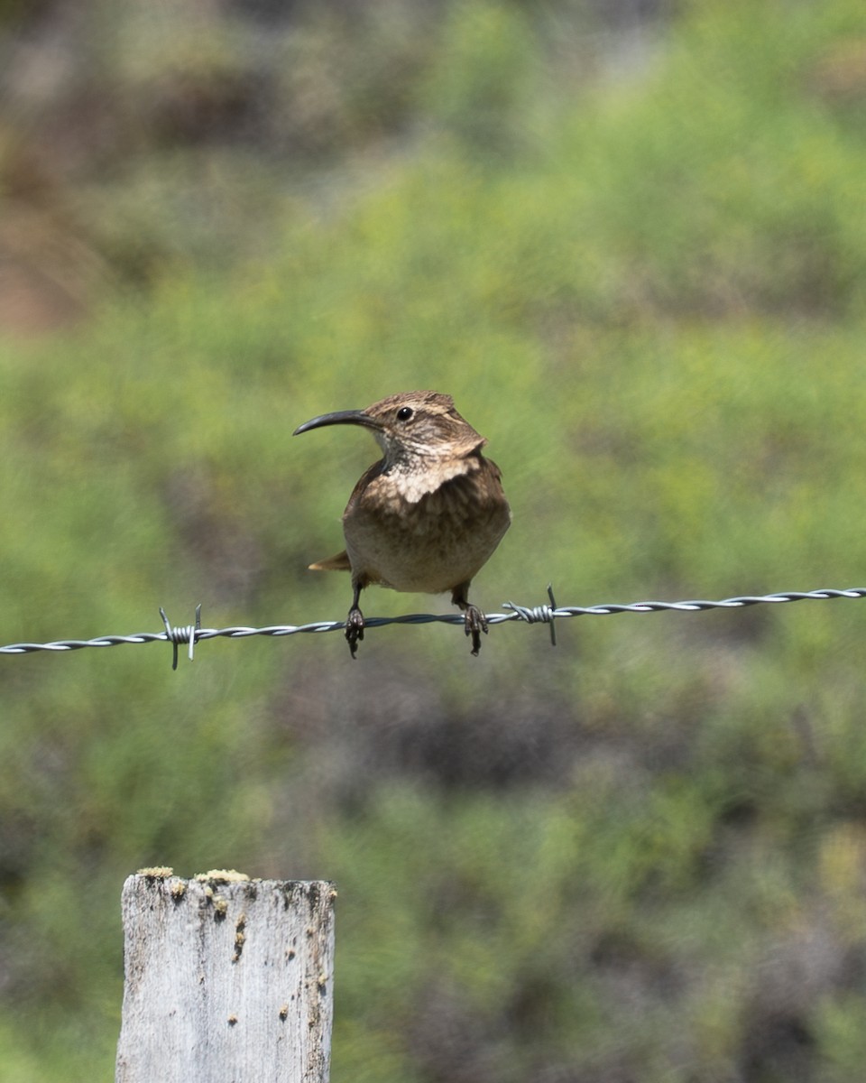 Scale-throated Earthcreeper - ML647240152