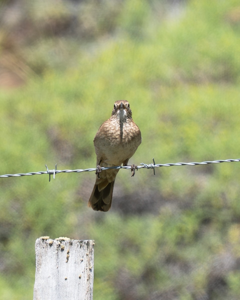 Scale-throated Earthcreeper - ML647240153