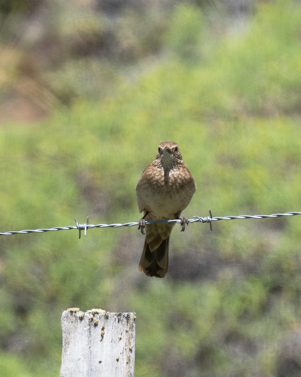 Scale-throated Earthcreeper - ML647240154