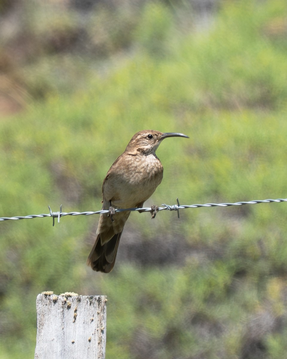 Scale-throated Earthcreeper - ML647240155
