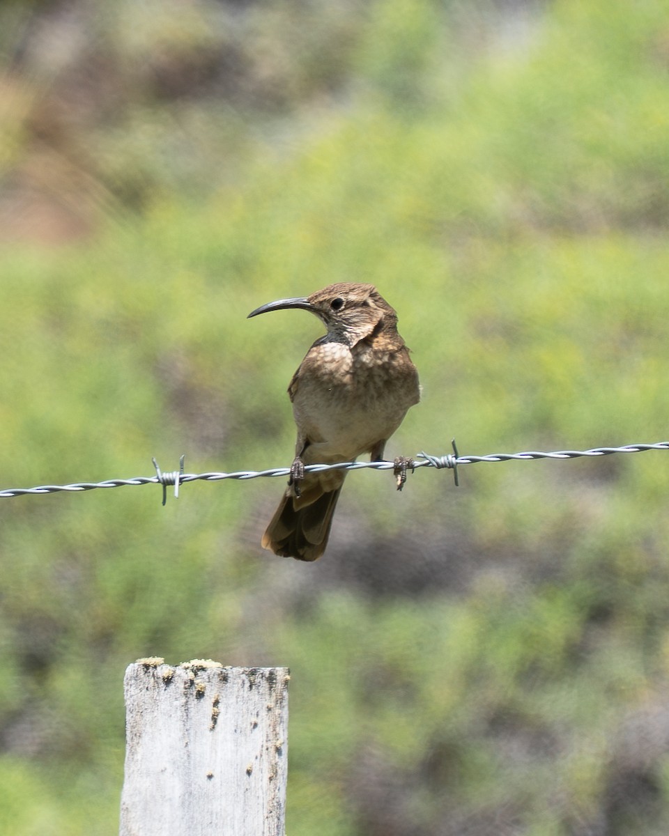 Scale-throated Earthcreeper - ML647240156