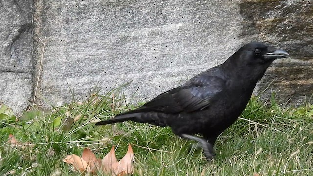 American Crow - ML647240163