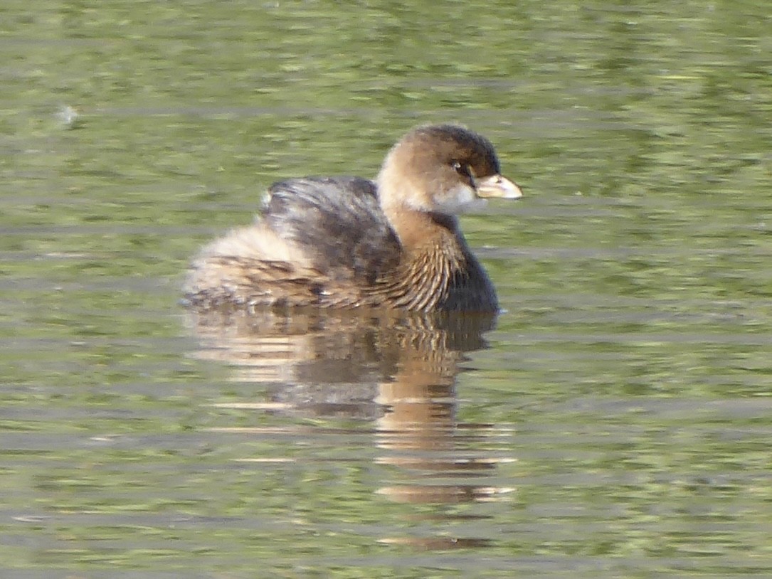 Pied-billed Grebe - ML647240164