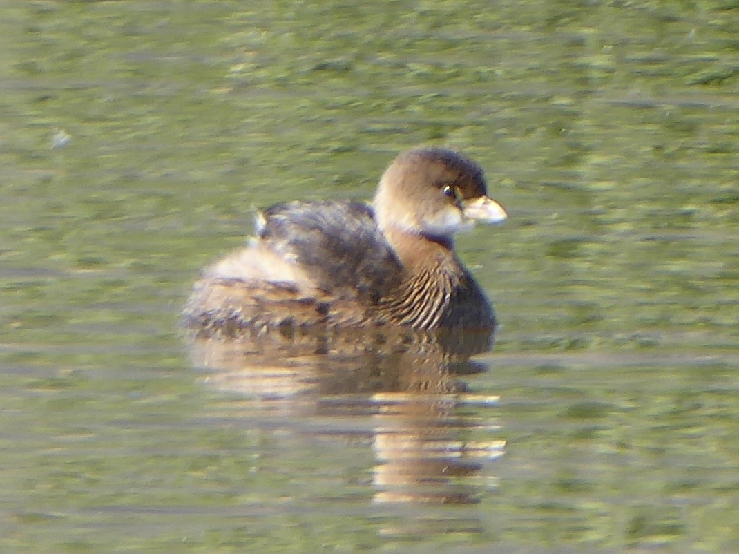 Pied-billed Grebe - ML647240165