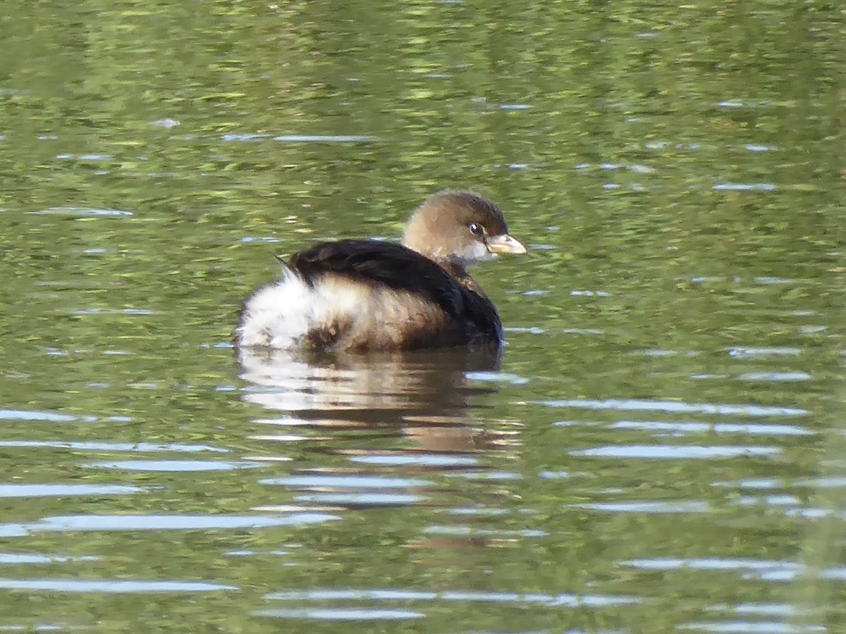 Pied-billed Grebe - ML647240166