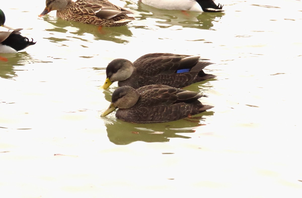 kachna tmavá - ML647240175