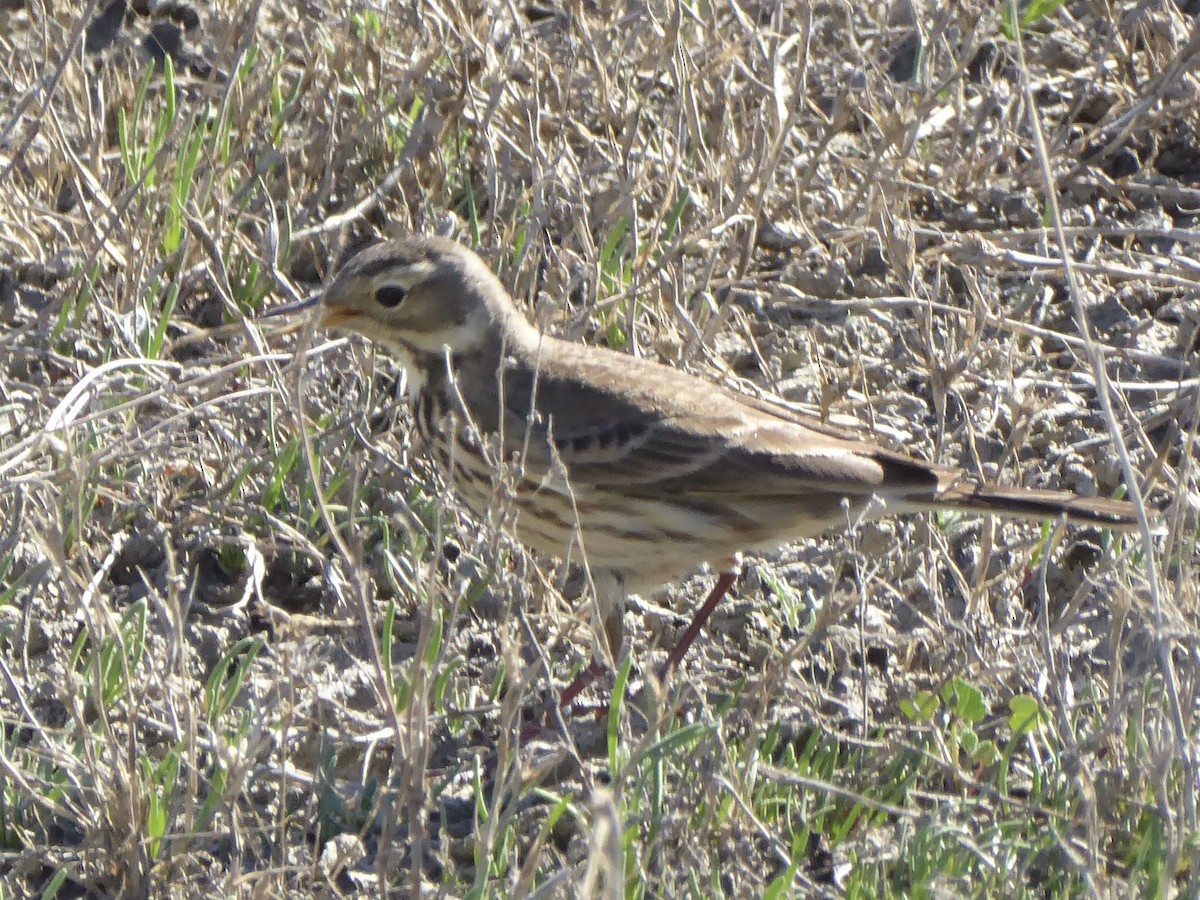 American Pipit - ML647240180