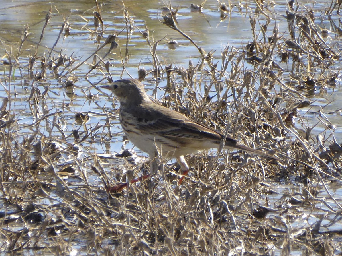 American Pipit - ML647240181