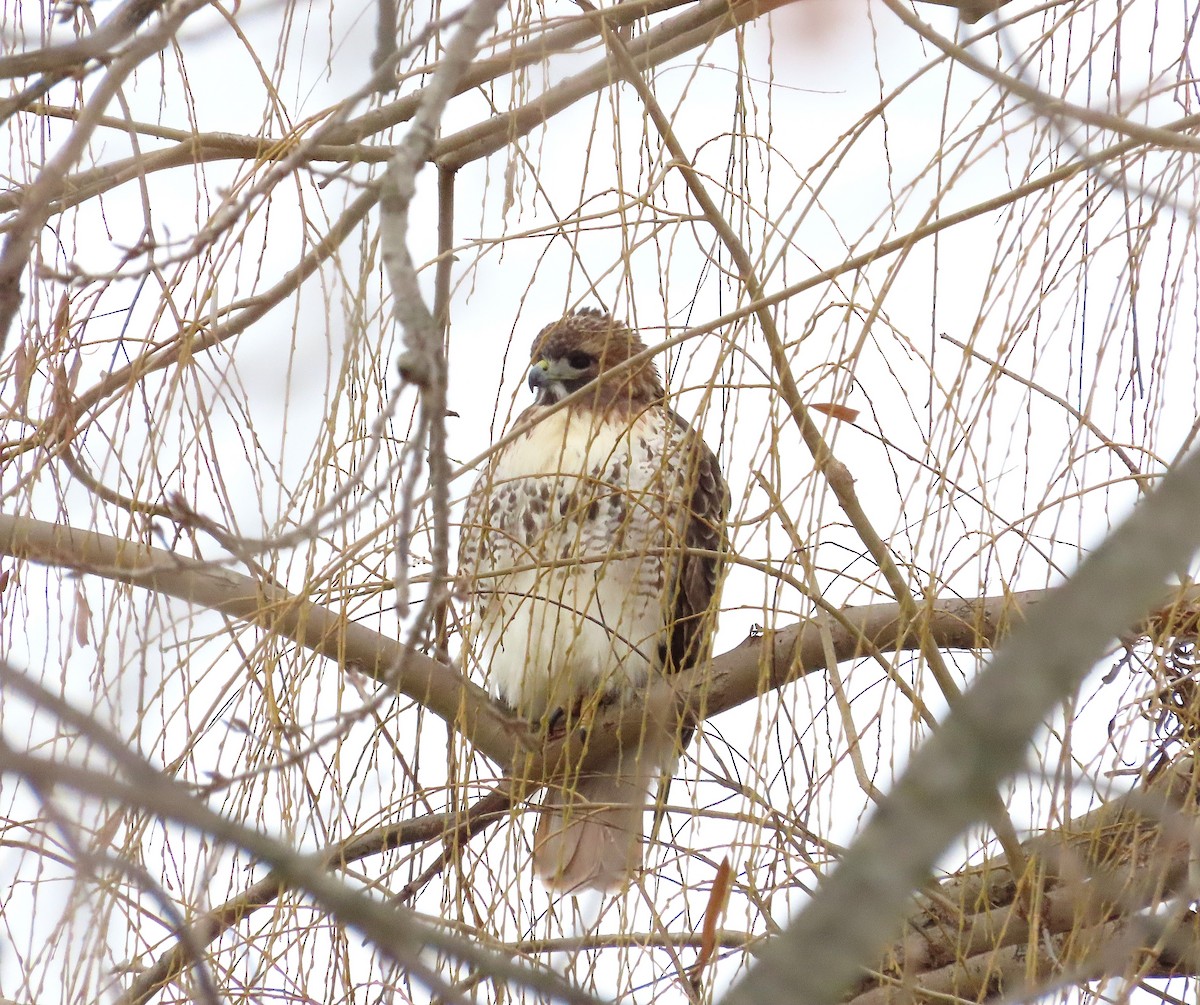 káně rudochvostá - ML647240185