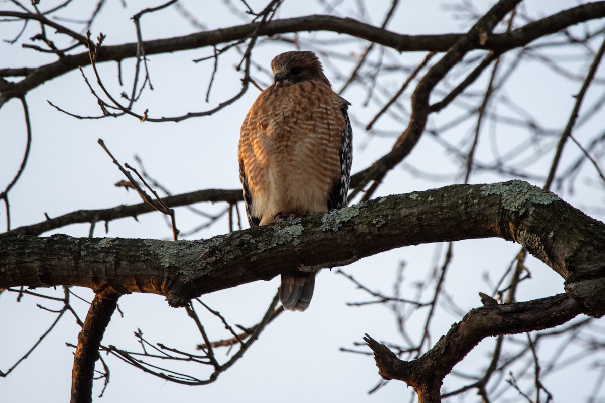 Канюк рудоплечий - ML647240195