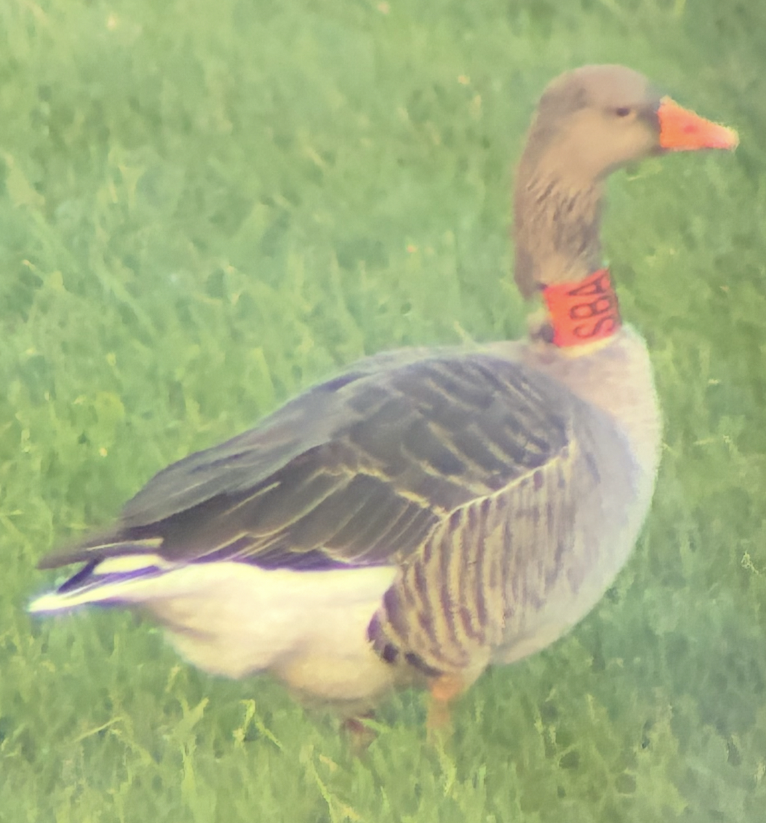 Graylag Goose - ML647240196