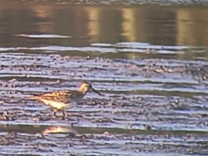 Pectoral Sandpiper - ML647240197