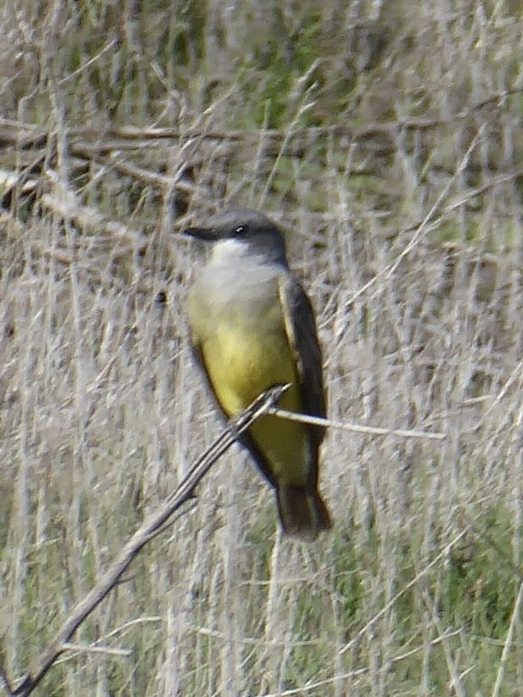 Cassin's Kingbird - ML647240199