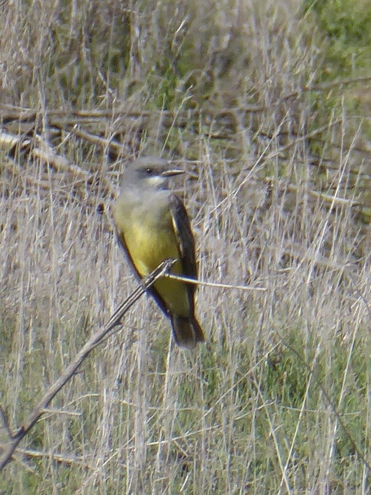 Cassin's Kingbird - ML647240200