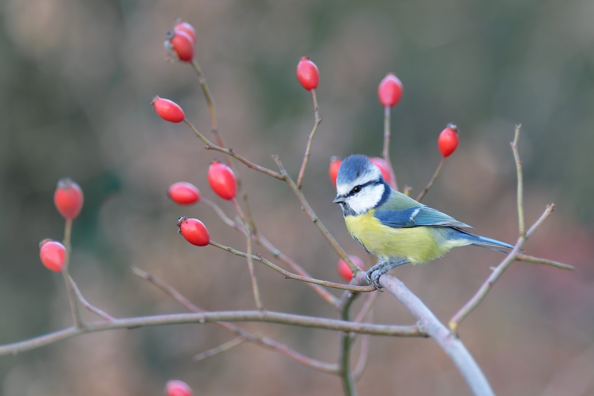 Herrerillo Común - ML647240203