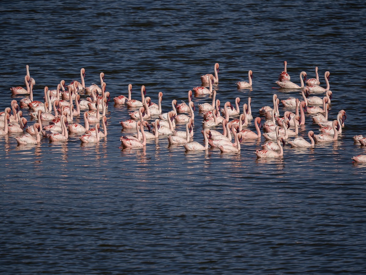 Малый фламинго - ML647240205