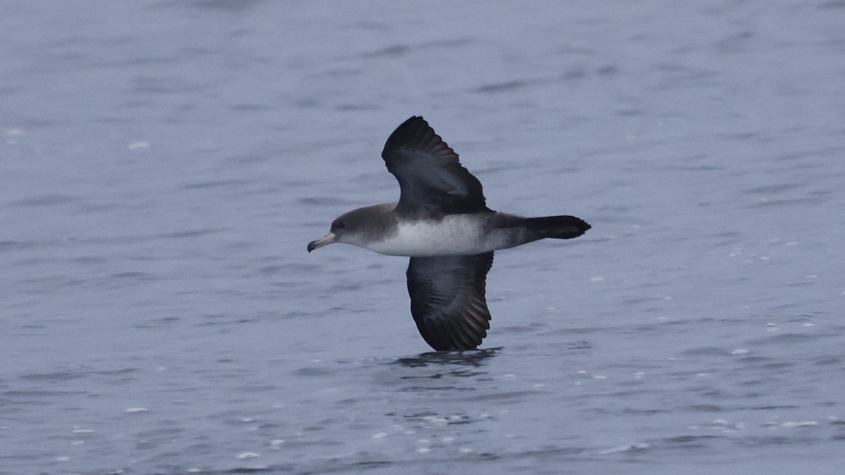 Pink-footed Shearwater - ML647240206