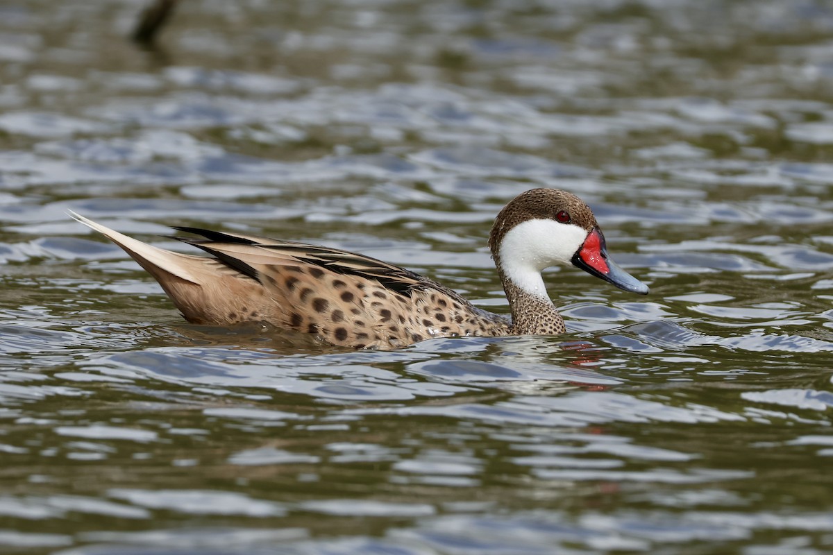 White-cheeked Pintail - ML647240207