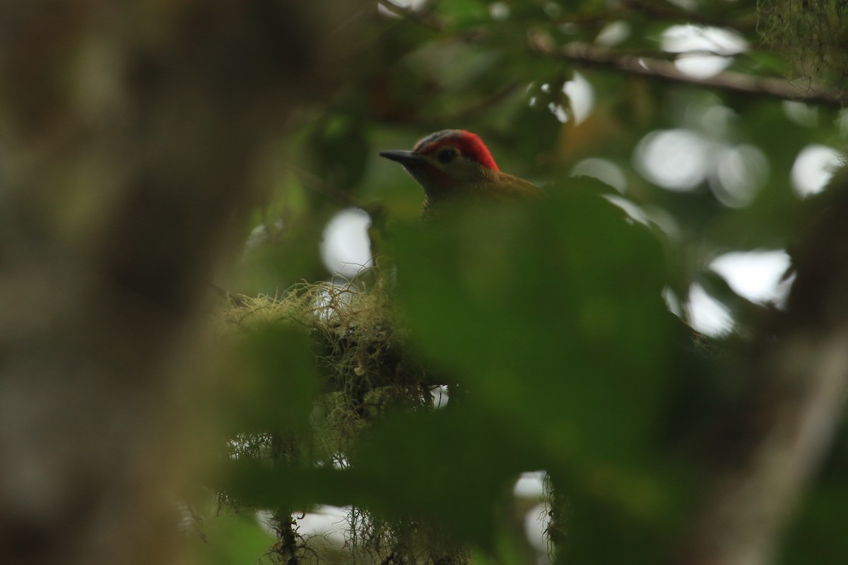 Golden-olive Woodpecker - ML647240226