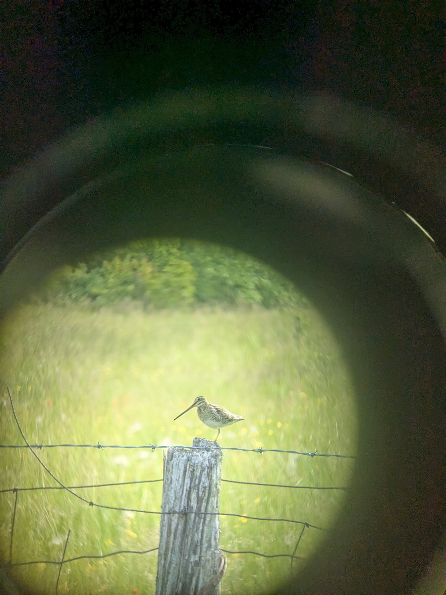 Wilson's Snipe - ML647240228