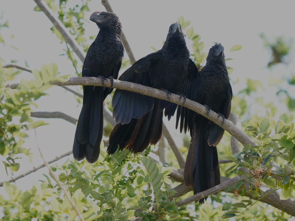 Smooth-billed Ani - ML647240233