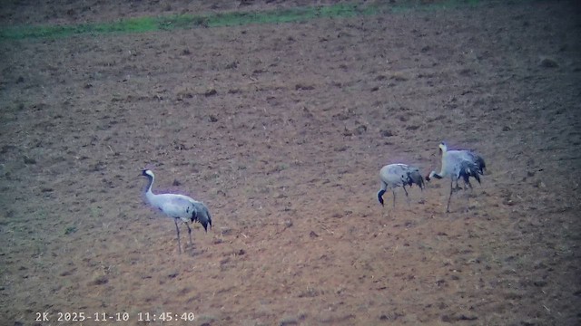 灰鶴 - ML647240242