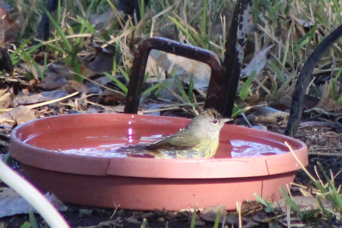 Orange-crowned Warbler - ML647240252