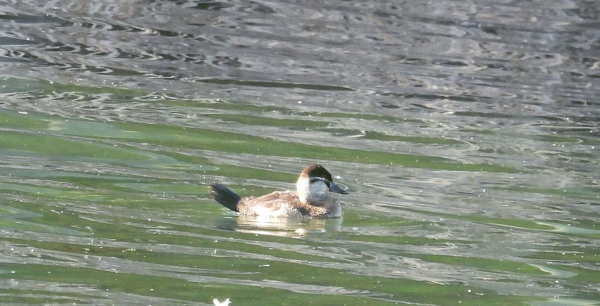 Американская савка - ML647240254