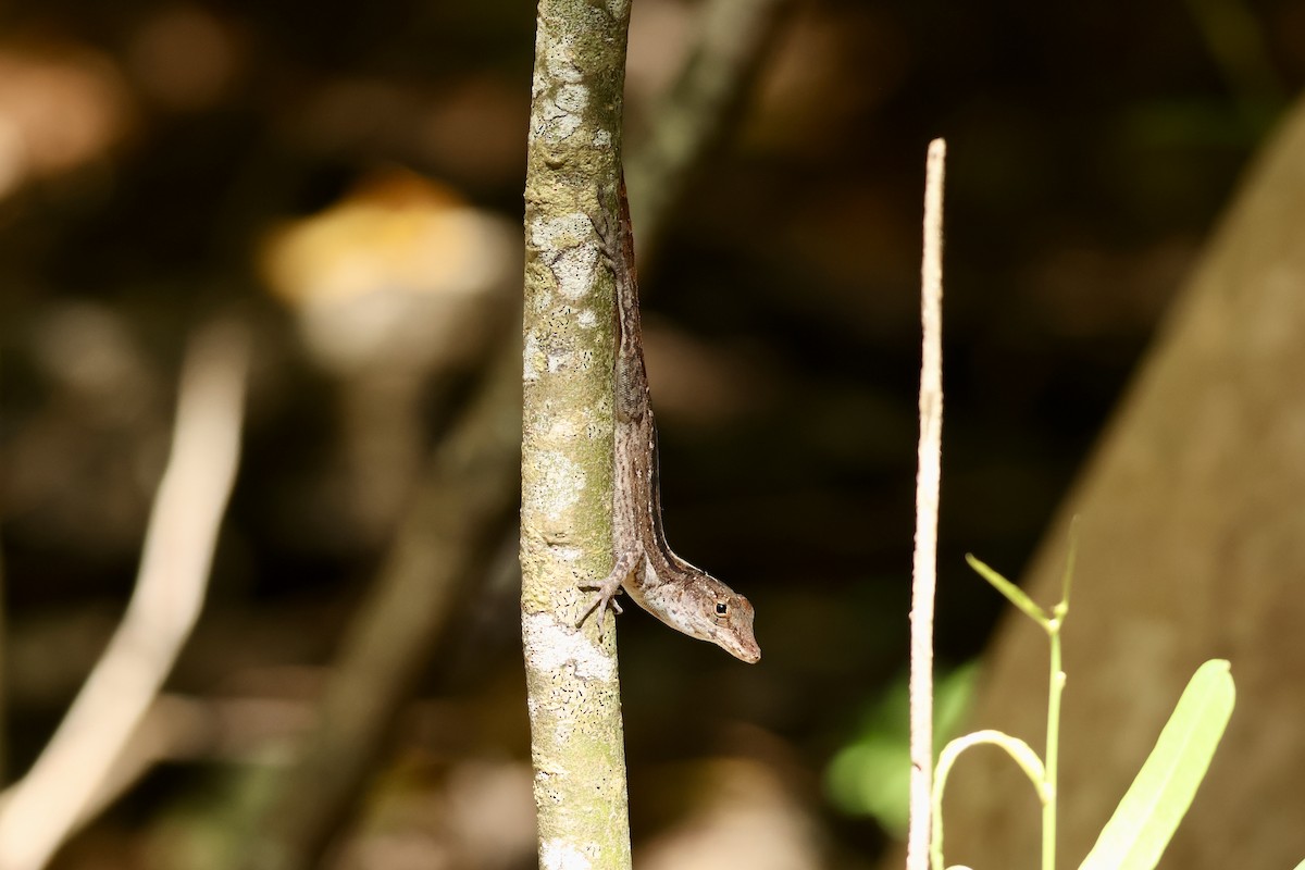 Anoles - ML647240257