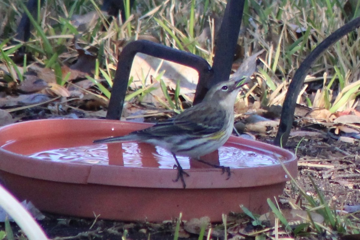 Yellow-rumped Warbler - ML647240261