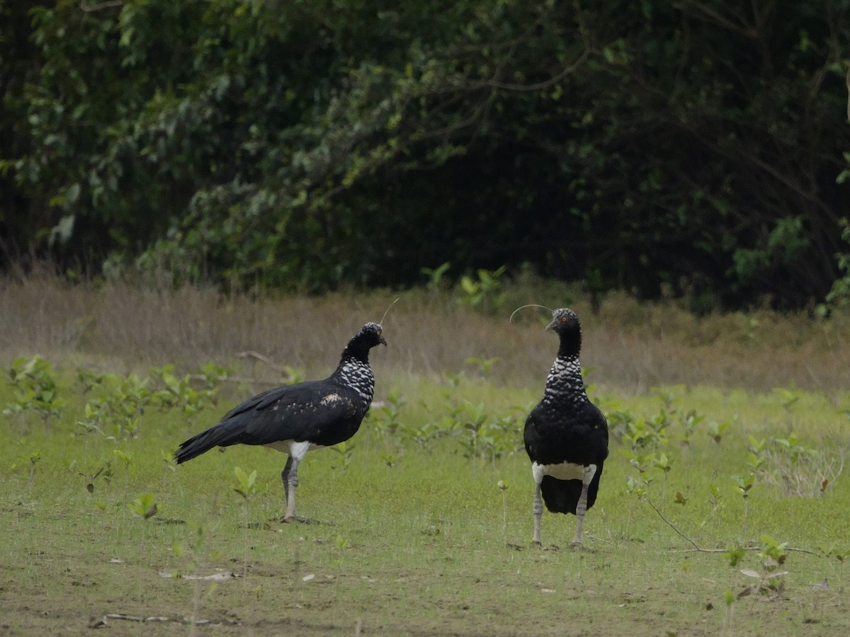 Horned Screamer - ML647240273