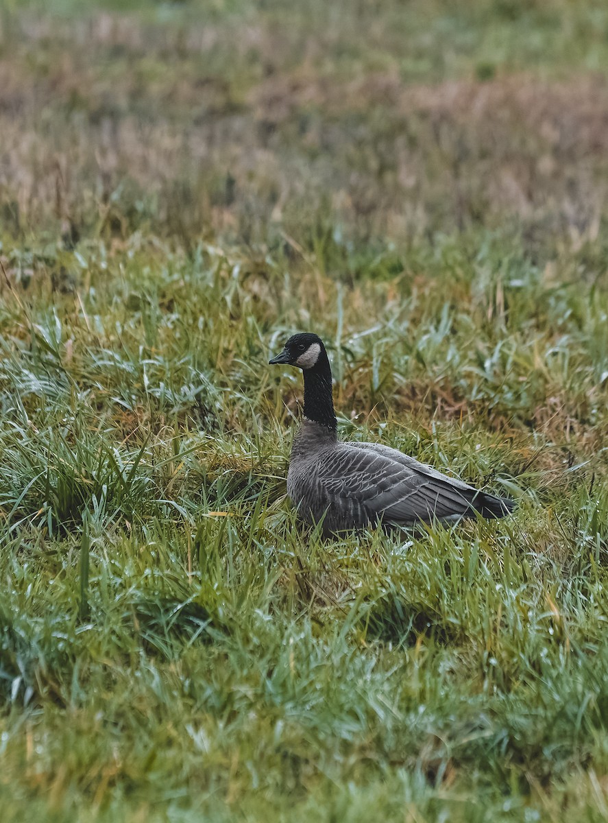 Cackling Goose - ML647240274