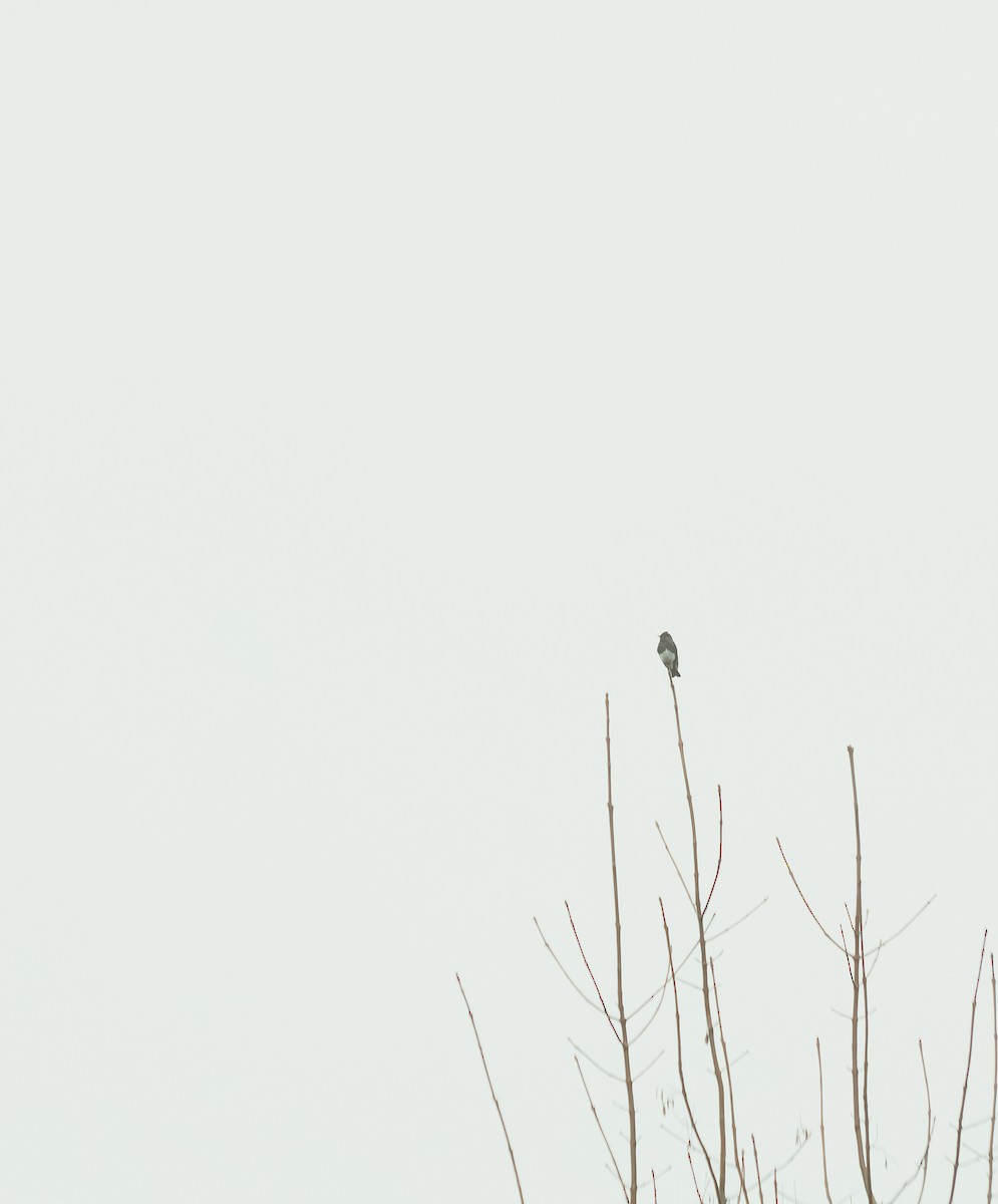 Black Phoebe - ML647240283