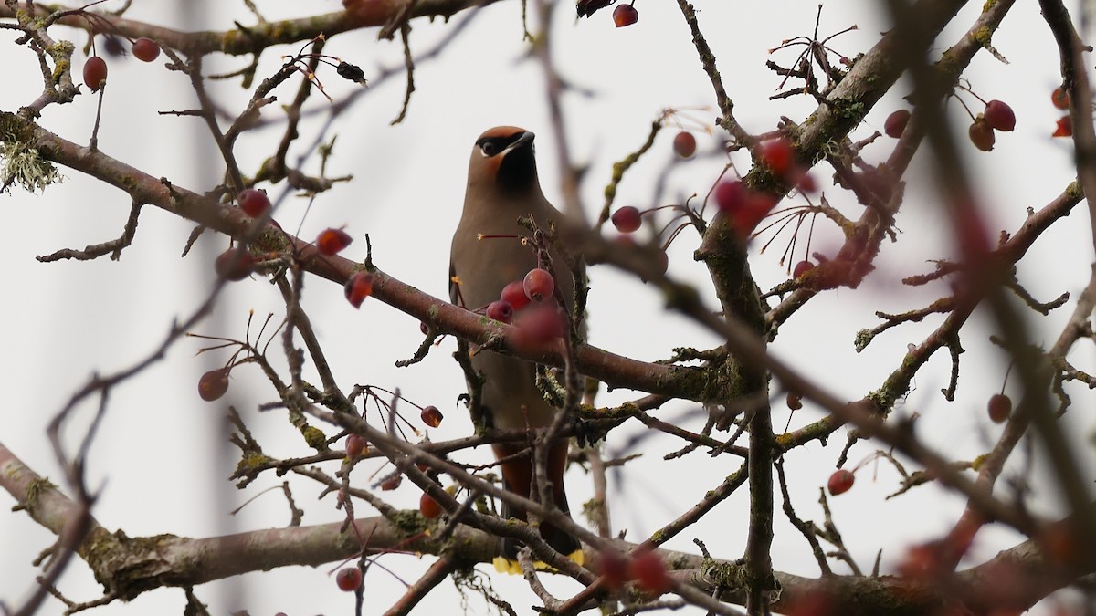 ציצנית - ML647240296