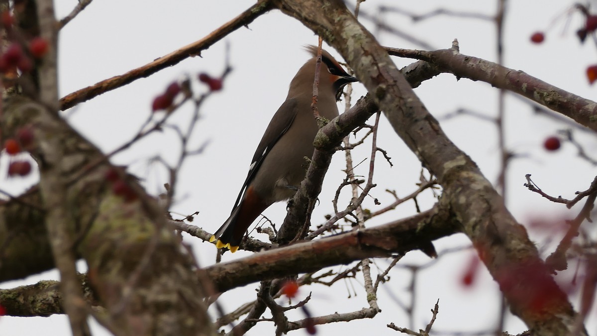 ציצנית - ML647240297