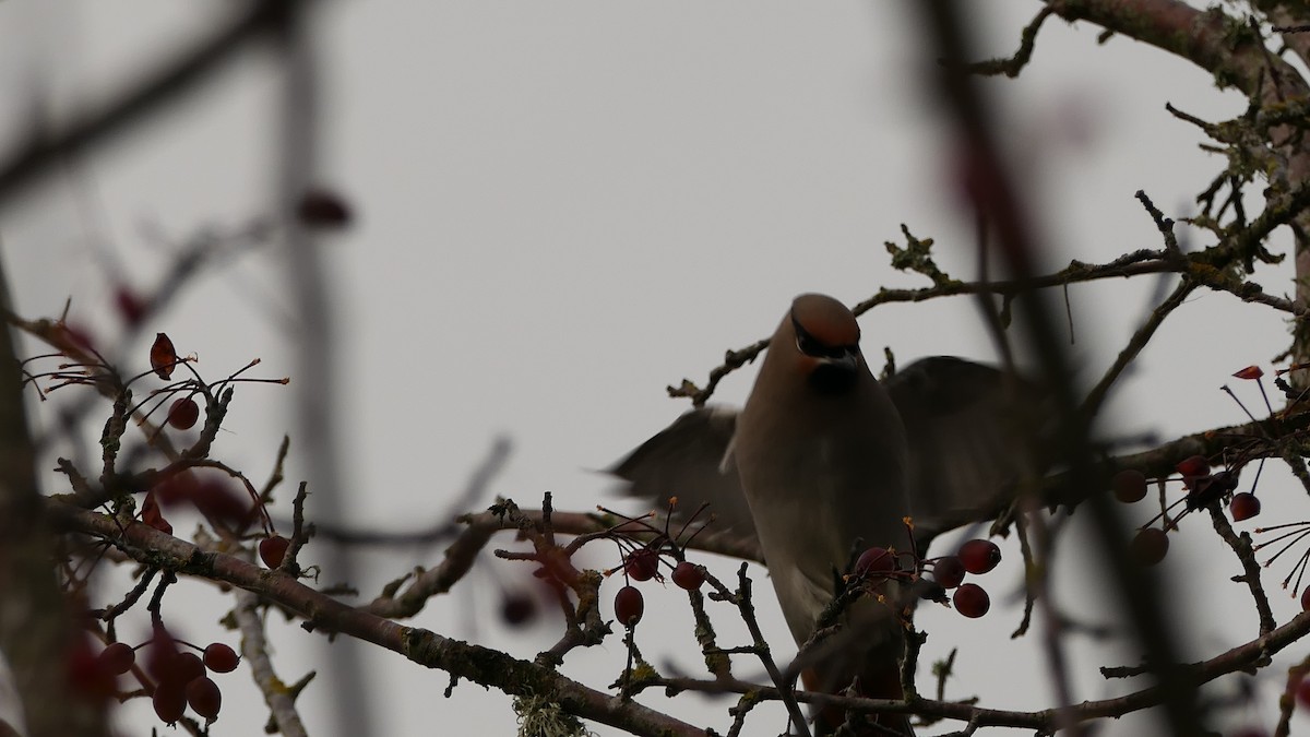 ציצנית - ML647240298