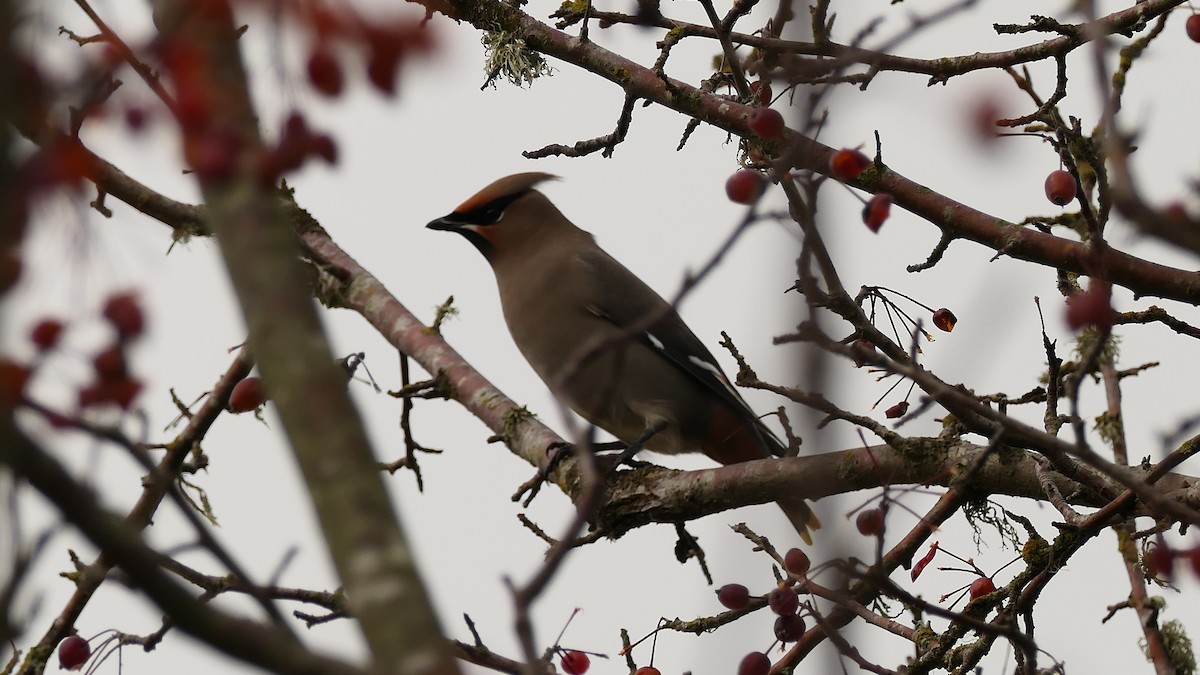 ציצנית - ML647240299