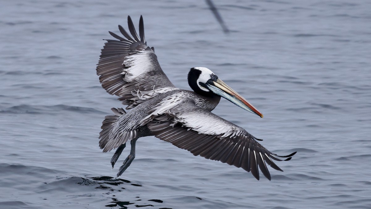Peruvian Pelican - ML647240314
