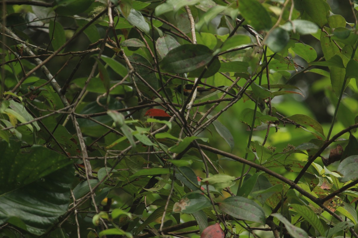 rødstjertparula - ML647240318