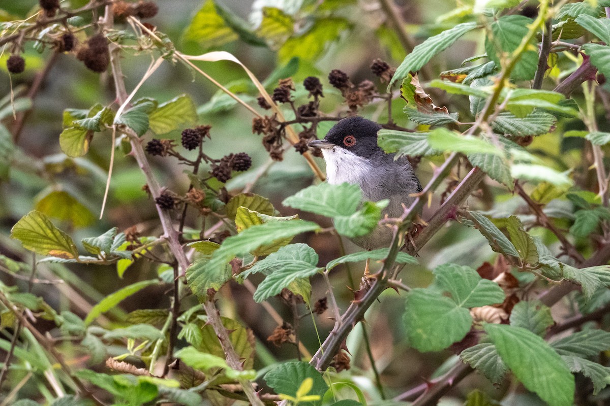 Samtkopf-Grasmücke - ML647240323